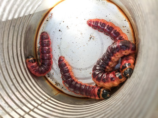 caterpillars of cossus cossus in a metal can