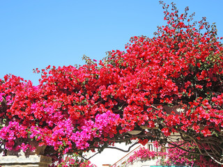 Bougainvillea in full bloom during the summer season