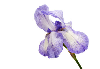 iris isolated