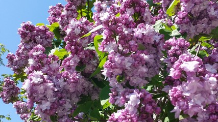 Lilacs