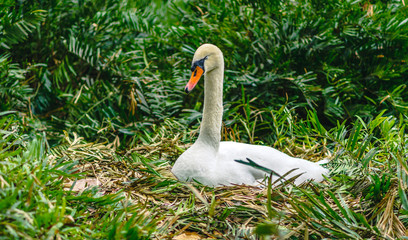 Mute swan on nest