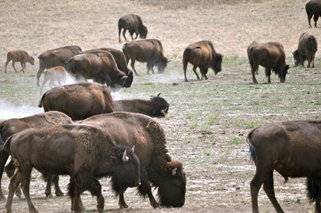 Amerikanische Bison Herde