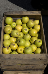 Caja con manzanas verdes.
Manzanas listas para exponer en la tienda.
