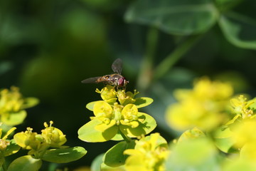 syrphe