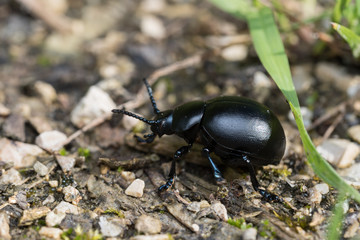 Käfer auf dem Boden