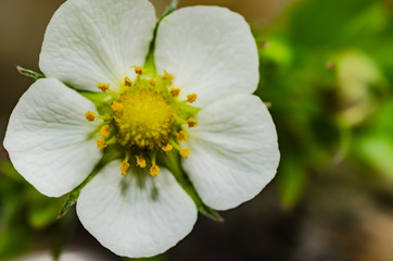 Wild strawberry blossoms in the spring in the forest with white petals
