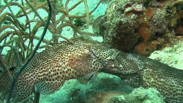 Fighting grouper in Caribbean sea