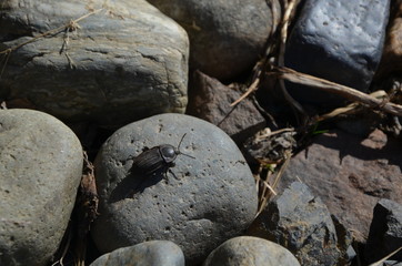 nature