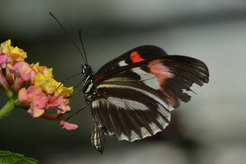 Exotischer Schmetterling