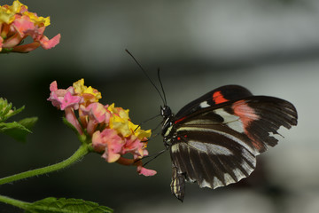 Exotischer Schmetterling