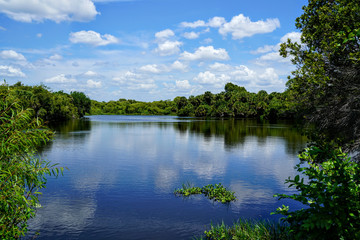 Obraz premium The clouds and blue sky reflecting off the Myakka river make it hard to tell which way is up.