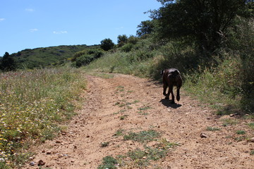 Naklejka premium chien qui court dans un chemin dans la nature