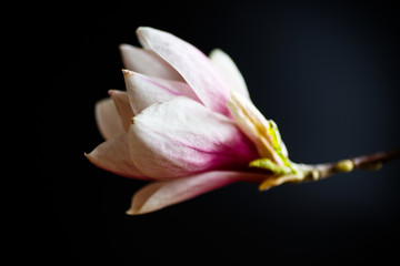 Beautiful pink magnolia flower