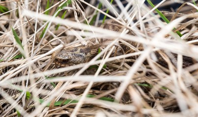 Kreuzotter (Vipera berus), Weibchen, Giftschlange, Viper, liegt getarnt in hohem Gras,...