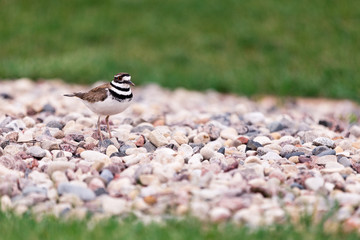 Killdeer on Rocks