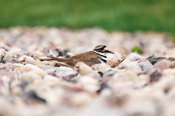Killdeer on Nest