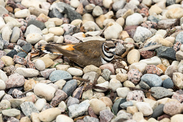 Killdeer Bird on Nest