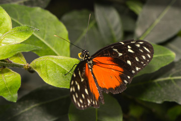 Exotischer Schmetterling