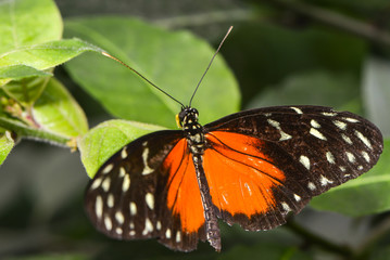Exotischer Schmetterling
