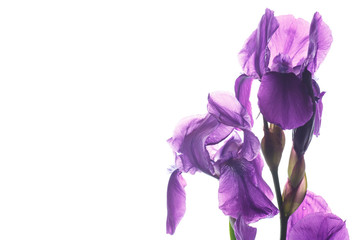 beautiful dark purple iris flower