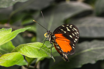 Fototapeta premium Exotischer Schmetterling