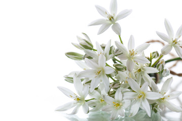 Naklejka na ściany i meble Ornithogalum umbellatum .Beautiful white flowers.