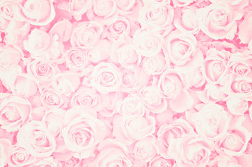 Blurred of sweet roses in pastel color style on soft blur bokeh texture for background