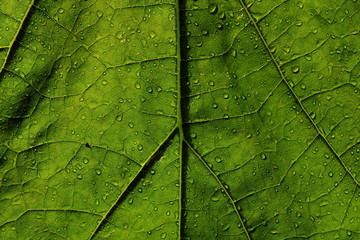 Water drop on green leaf
