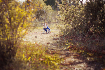 Obraz premium English puppy Bulldog Dog at the forest summer time
