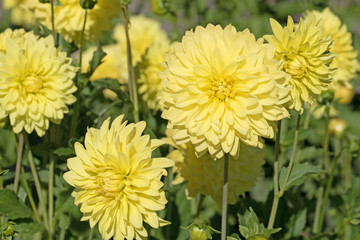 Dahlien, Dahlias