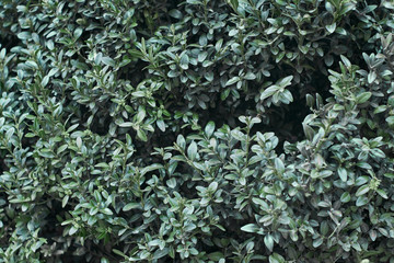 Boxwood background