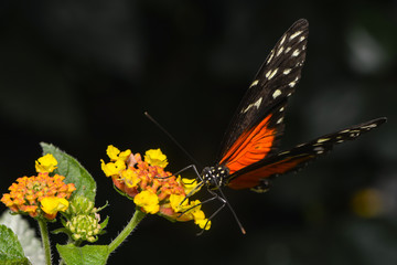 Exotischer Schmetterling