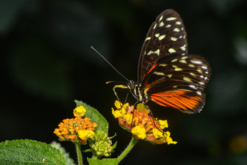 Exotischer Schmetterling