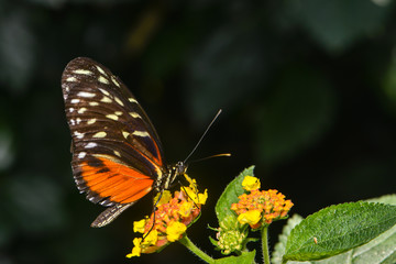 Obraz premium Egzotyczny motyl
