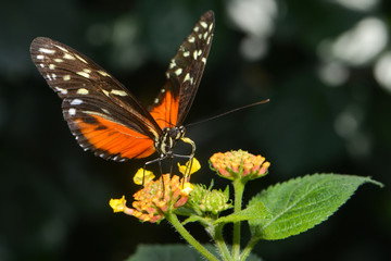 Obraz na płótnie Canvas Exotischer Schmetterling