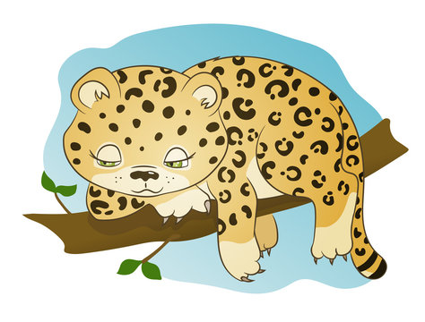 cute little leopard dozing