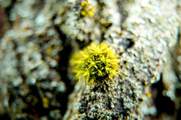 on the tree the wood grows mold gray blue sky-blue macro photo of a mold of wood