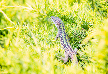 Lizard camouflaged in the plant