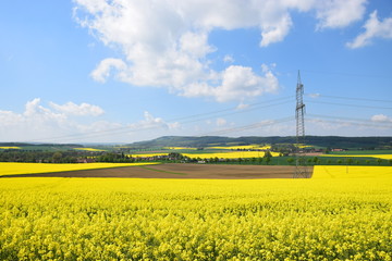 Rapsfelder im Auetal