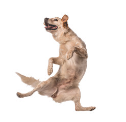 Lovely mutts dog jumping for happiness
