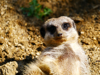 Suricate