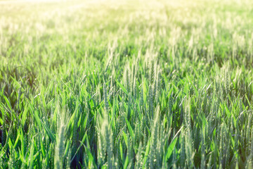 Green wheat - unripe wheat (wheat field) lit by sunlight