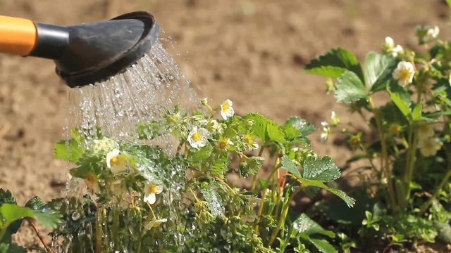 Pouring a blooming strawberry from a watering can