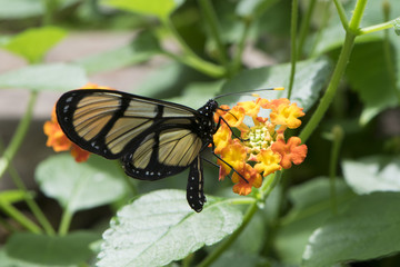 Butterfly 2017-42 / Glasswing on orange flower.