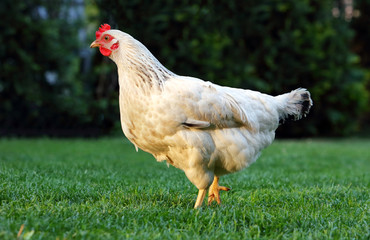 Hen in nature