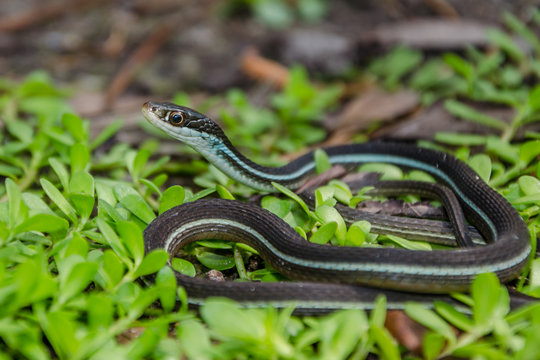 A close up of a Bluestripe Ribbon Snake in Florida