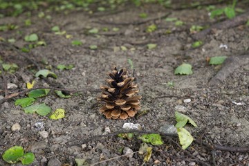 Pine cone on the ground in leaves. Slovakia