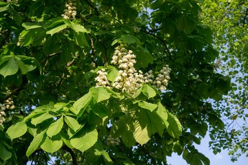 Chesnut tree flower. Slovakia