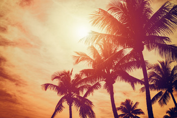 Fototapeta na wymiar Tropical landscape with palm trees and sunny sky 