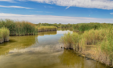 Humedal en el parque nacional de Las Tablas de Daimiel. Ciudad Real. España